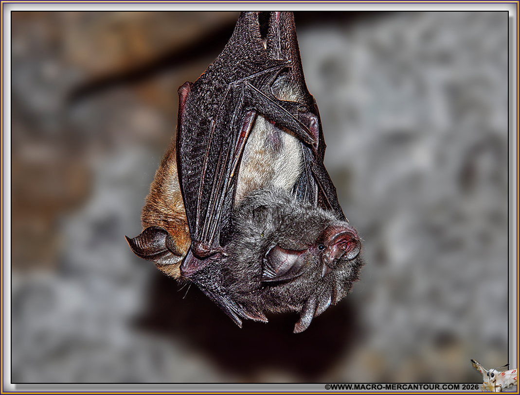 Petit Rhinolophe